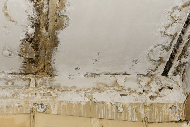 Best Dehumidification Services  in Simi Valley, CA