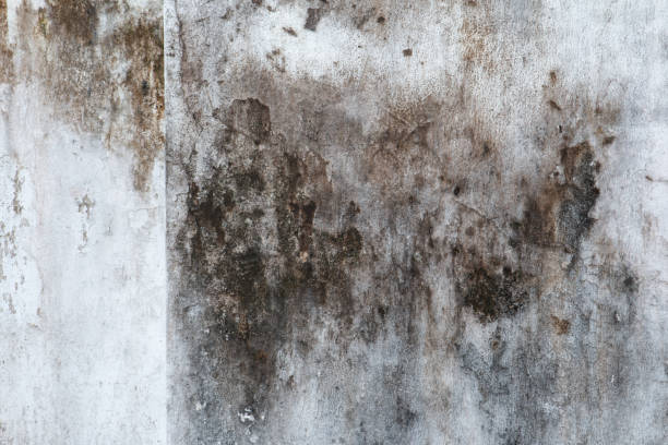 Best Real Estate Mold Inspection  in Simi Valley, CA